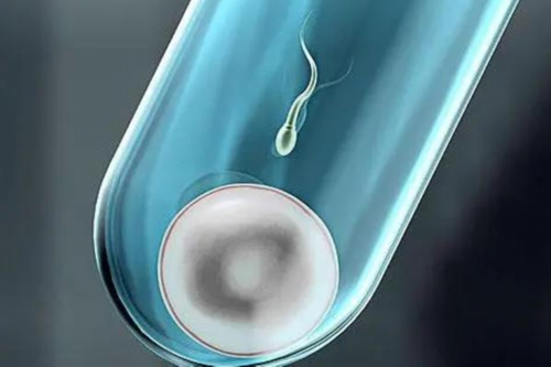 包成功代怀网-试管移植后帮助胚胎着床吃什么最好？药物＋食物帮助着床看得见