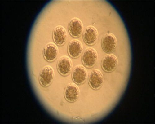 试管助孕代怀生子中心云南靠谱试管助孕代怀国内辅助试管助孕代怀