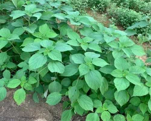 41岁高龄女人做供卵试管婴儿一次成功的几率有多大？